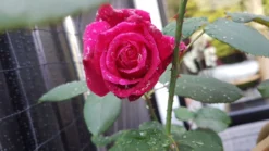 Edelrose 'Cherry Lady' ® -Deutschland Garten Funk Verkaufs-Shop edelrose cherry lady m056557 924596 1