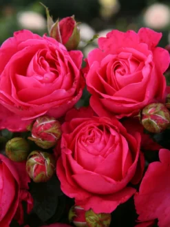 Edelrose 'Cherry Lady' ® -Deutschland Garten Funk Verkaufs-Shop edelrose cherry lady m056557 w 0 1