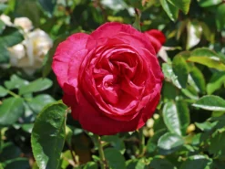 Edelrose 'Cherry Lady' ® -Deutschland Garten Funk Verkaufs-Shop edelrose cherry lady m056557 w 1 1