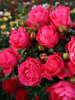 Edelrose 'Cherry Lady' ® -Deutschland Garten Funk Verkaufs-Shop edelrose cherry lady m056557 w 1