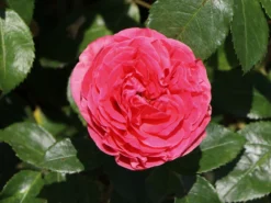 Edelrose 'Cherry Lady' ® -Deutschland Garten Funk Verkaufs-Shop edelrose cherry lady m056557 w 2