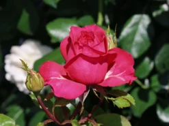 Edelrose 'Cherry Lady' ® -Deutschland Garten Funk Verkaufs-Shop edelrose cherry lady m056557 w 3