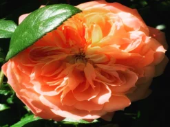 Edelrose 'Chippendale' ® -Deutschland Garten Funk Verkaufs-Shop edelrose chippendale m005510 1087911 0