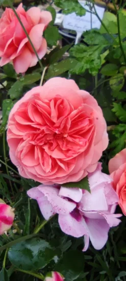 Edelrose 'Chippendale' ® -Deutschland Garten Funk Verkaufs-Shop edelrose chippendale m005510 1385065 0