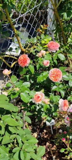 Edelrose 'Chippendale' ® -Deutschland Garten Funk Verkaufs-Shop edelrose chippendale m005510 1385065 1