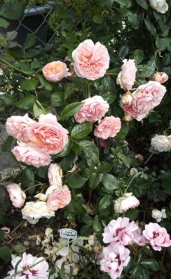 Edelrose 'Chippendale' ® -Deutschland Garten Funk Verkaufs-Shop edelrose chippendale m005510 1385065 2