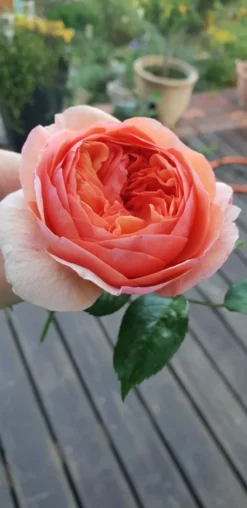 Edelrose 'Chippendale' ® -Deutschland Garten Funk Verkaufs-Shop edelrose chippendale m005510 193676 0