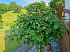 Edelrose 'Chippendale' ® -Deutschland Garten Funk Verkaufs-Shop edelrose chippendale m005510 931753 0