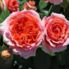 Edelrose 'Chippendale' ®