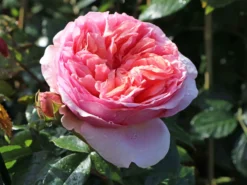 Edelrose 'Chippendale' ® -Deutschland Garten Funk Verkaufs-Shop edelrose chippendale m005510 w 0