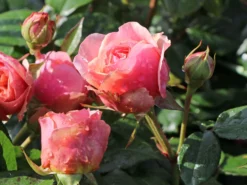 Edelrose 'Chippendale' ® -Deutschland Garten Funk Verkaufs-Shop edelrose chippendale m005510 w 1