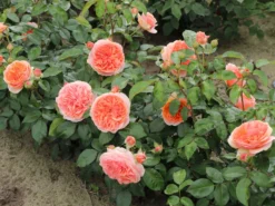 Edelrose 'Chippendale' ® -Deutschland Garten Funk Verkaufs-Shop edelrose chippendale m005510 w 11