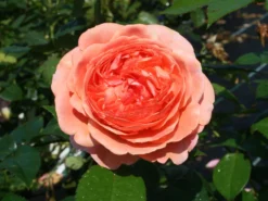Edelrose 'Chippendale' ® -Deutschland Garten Funk Verkaufs-Shop edelrose chippendale m005510 w 2