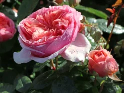 Edelrose 'Chippendale' ® -Deutschland Garten Funk Verkaufs-Shop edelrose chippendale m005510 w 3