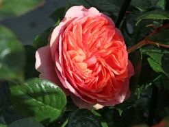 Edelrose 'Chippendale' ® -Deutschland Garten Funk Verkaufs-Shop edelrose chippendale m005510 w 4