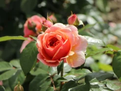 Edelrose 'Chippendale' ® -Deutschland Garten Funk Verkaufs-Shop edelrose chippendale m005510 w 6