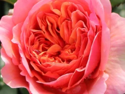 Edelrose 'Chippendale' ® -Deutschland Garten Funk Verkaufs-Shop edelrose chippendale m005510 w 7