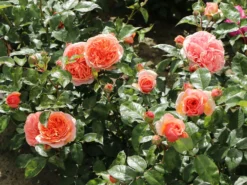 Edelrose 'Chippendale' ® -Deutschland Garten Funk Verkaufs-Shop edelrose chippendale m005510 w 8