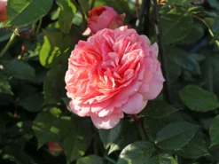 Edelrose 'Chippendale' ® -Deutschland Garten Funk Verkaufs-Shop edelrose chippendale m005510 w 9