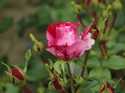 Edelrose 'Colibri ® Farbfestival' ®