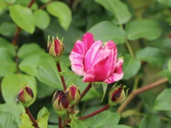 Edelrose 'Colibri ® Farbfestival' ® -Deutschland Garten Funk Verkaufs-Shop edelrose colibri farbfestival m056212 w 1