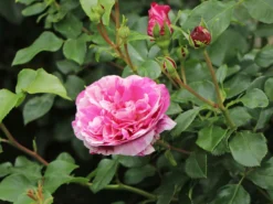 Edelrose 'Colibri ® Farbfestival' ® -Deutschland Garten Funk Verkaufs-Shop edelrose colibri farbfestival m056212 w 2