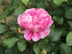 Edelrose 'Colibri ® Farbfestival' ® -Deutschland Garten Funk Verkaufs-Shop edelrose colibri farbfestival m056212 w 4