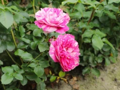 Edelrose 'Colibri ® Farbfestival' ® -Deutschland Garten Funk Verkaufs-Shop edelrose colibri farbfestival m056212 w 5