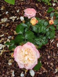 Edelrose 'Concorde' ® 25 Edelrose 'Concorde' ® -Deutschland Garten Funk Verkaufs-Shop edelrose concorde m113593 193676 0