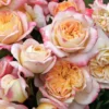 Edelrose 'Concorde' ®