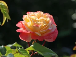 Edelrose 'Concorde' ® 22 Edelrose 'Concorde' ® -Deutschland Garten Funk Verkaufs-Shop edelrose concorde m113593 w 0