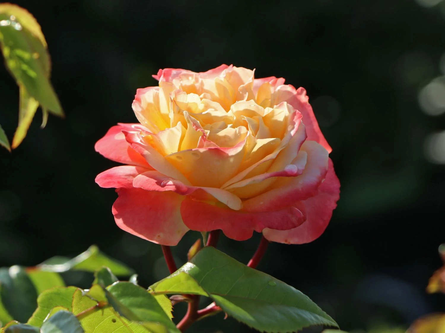 Edelrose 'Concorde' ® 10 Edelrose 'Concorde' ® – Bild 10