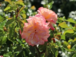 Edelrose 'Concorde' ® 17 Edelrose 'Concorde' ® -Deutschland Garten Funk Verkaufs-Shop edelrose concorde m113593 w 4