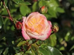 Edelrose 'Concorde' ® 16 Edelrose 'Concorde' ® -Deutschland Garten Funk Verkaufs-Shop edelrose concorde m113593 w 6