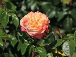 Edelrose 'Concorde' ® 21 Edelrose 'Concorde' ® -Deutschland Garten Funk Verkaufs-Shop edelrose concorde m113593 w 9