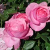 Edelrose 'Desirée' ®