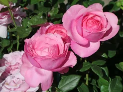 Edelrose 'Desirée' ®