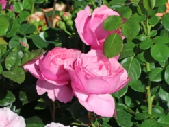 Edelrose 'Desirée' ® -Deutschland Garten Funk Verkaufs-Shop edelrose desire m113612 w 0