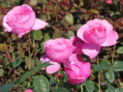 Edelrose 'Desirée' ® -Deutschland Garten Funk Verkaufs-Shop edelrose desire m113612 w 3