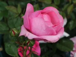 Edelrose 'Desirée' ® -Deutschland Garten Funk Verkaufs-Shop edelrose desire m113612 w 4
