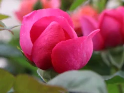 Edelrose 'Desirée' ® -Deutschland Garten Funk Verkaufs-Shop edelrose desire m113612 w 5