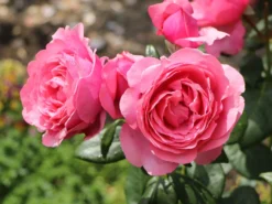 Edelrose 'Desirée' ® -Deutschland Garten Funk Verkaufs-Shop edelrose desire m113612 w 8