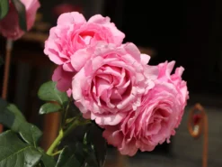 Edelrose 'Desirée' ® -Deutschland Garten Funk Verkaufs-Shop edelrose desire m113612 w 9