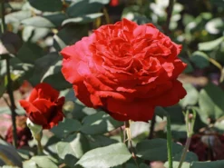 Edelrose 'Duftfestival' ®