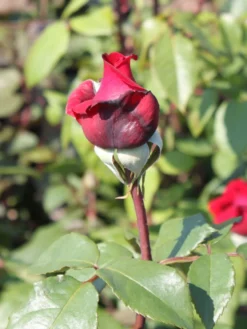 Edelrose 'Duftfestival' ® -Deutschland Garten Funk Verkaufs-Shop edelrose duftfestival m002952 w 1