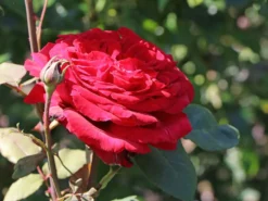 Edelrose 'Duftfestival' ® -Deutschland Garten Funk Verkaufs-Shop edelrose duftfestival m002952 w 4