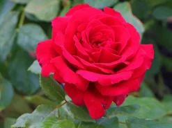 Edelrose 'Duftfestival' ® -Deutschland Garten Funk Verkaufs-Shop edelrose duftfestival m002952 w 5