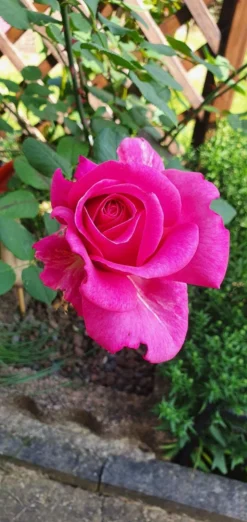 Edelrose 'Duftrausch' ® -Deutschland Garten Funk Verkaufs-Shop edelrose duftrausch m005888 973143 0