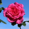 Edelrose 'Duftrausch' ®