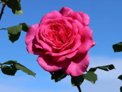 Edelrose 'Duftrausch' ®